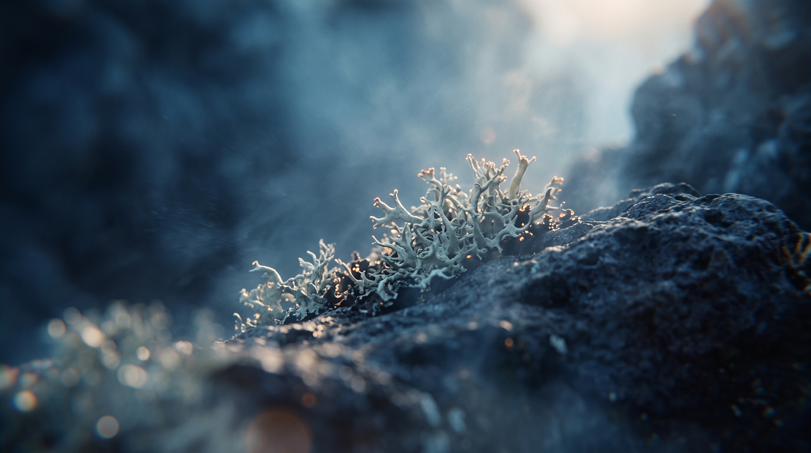 Dark Oakmoss texture